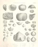 An illustration from A synopsis of the characters of the Carboniferous Limestone Fossils of Ireland. Prepared by F. M'Coy for Sir R. Griffith, by whom is now appended a list of the fossil localities, as arranged for the Journal of the Geological Society of Dublin. ... With twenty-nine lithographic plates (1862)