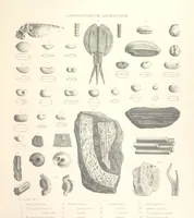 An illustration from A synopsis of the characters of the Carboniferous Limestone Fossils of Ireland. Prepared by F. M'Coy for Sir R. Griffith, by whom is now appended a list of the fossil localities, as arranged for the Journal of the Geological Society of Dublin. ... With twenty-nine lithographic plates (1862)