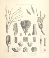 An illustration from A synopsis of the characters of the Carboniferous Limestone Fossils of Ireland. Prepared by F. M'Coy for Sir R. Griffith, by whom is now appended a list of the fossil localities, as arranged for the Journal of the Geological Society of Dublin. ... With twenty-nine lithographic plates (1862)