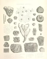 An illustration from A synopsis of the characters of the Carboniferous Limestone Fossils of Ireland. Prepared by F. M'Coy for Sir R. Griffith, by whom is now appended a list of the fossil localities, as arranged for the Journal of the Geological Society of Dublin. ... With twenty-nine lithographic plates (1862)