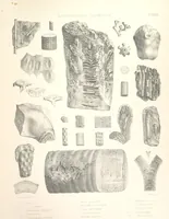 An illustration from A synopsis of the characters of the Carboniferous Limestone Fossils of Ireland. Prepared by F. M'Coy for Sir R. Griffith, by whom is now appended a list of the fossil localities, as arranged for the Journal of the Geological Society of Dublin. ... With twenty-nine lithographic plates (1862)
