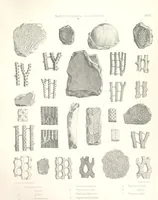 An illustration from A synopsis of the characters of the Carboniferous Limestone Fossils of Ireland. Prepared by F. M'Coy for Sir R. Griffith, by whom is now appended a list of the fossil localities, as arranged for the Journal of the Geological Society of Dublin. ... With twenty-nine lithographic plates (1862)
