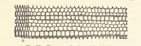 An illustration from A sketch of the Geology of Fife and the Lothians, including detailed descriptions of Arthur's Seat and Pentland Hills (1866)