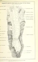 Picture 458 of 502 from La Terra, trattato popolare di geografia universale per G. Marinelli ed altri scienziati italiani, etc. [With illustrations and maps (1898), leaf 1017