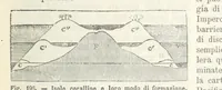 Picture 183 of 502 from La Terra, trattato popolare di geografia universale per G. Marinelli ed altri scienziati italiani, etc. [With illustrations and maps (1898), leaf 295