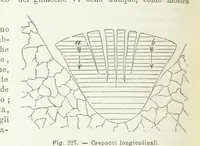 Picture 207 of 502 from La Terra, trattato popolare di geografia universale per G. Marinelli ed altri scienziati italiani, etc. [With illustrations and maps (1898), leaf 370
