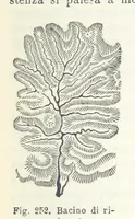 Picture 230 of 502 from La Terra, trattato popolare di geografia universale per G. Marinelli ed altri scienziati italiani, etc. [With illustrations and maps (1898), leaf 419