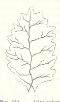 Picture 231 of 502 from La Terra, trattato popolare di geografia universale per G. Marinelli ed altri scienziati italiani, etc. [With illustrations and maps (1898), leaf 421