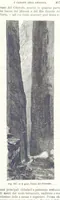 Picture 243 of 502 from La Terra, trattato popolare di geografia universale per G. Marinelli ed altri scienziati italiani, etc. [With illustrations and maps (1898), leaf 439