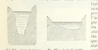 Picture 262 of 502 from La Terra, trattato popolare di geografia universale per G. Marinelli ed altri scienziati italiani, etc. [With illustrations and maps (1898), leaf 463