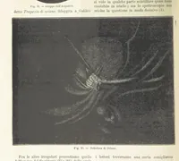 Picture 21 of 502 from La Terra, trattato popolare di geografia universale per G. Marinelli ed altri scienziati italiani, etc. [With illustrations and maps (1898), leaf 50