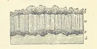 An illustration from La Terra, trattato popolare di geografia universale per G. Marinelli ed altri scienziati italiani, etc. [With illustrations and maps (1898)