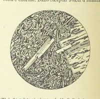 Picture 294 of 502 from La Terra, trattato popolare di geografia universale per G. Marinelli ed altri scienziati italiani, etc. [With illustrations and maps (1898), leaf 510