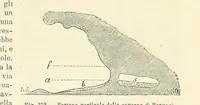 Picture 319 of 502 from La Terra, trattato popolare di geografia universale per G. Marinelli ed altri scienziati italiani, etc. [With illustrations and maps (1898), leaf 549