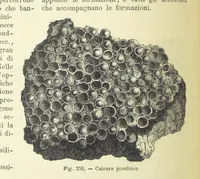 Picture 326 of 502 from La Terra, trattato popolare di geografia universale per G. Marinelli ed altri scienziati italiani, etc. [With illustrations and maps (1898), leaf 572