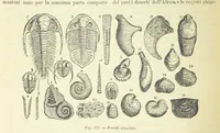 An illustration from La Terra, trattato popolare di geografia universale per G. Marinelli ed altri scienziati italiani, etc. [With illustrations and maps (1898)