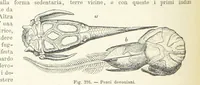 Picture 342 of 502 from La Terra, trattato popolare di geografia universale per G. Marinelli ed altri scienziati italiani, etc. [With illustrations and maps (1898), leaf 586