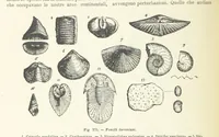 Picture 343 of 502 from La Terra, trattato popolare di geografia universale per G. Marinelli ed altri scienziati italiani, etc. [With illustrations and maps (1898), leaf 586