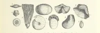 An illustration from La Terra, trattato popolare di geografia universale per G. Marinelli ed altri scienziati italiani, etc. [With illustrations and maps (1898)