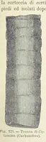 Picture 348 of 502 from La Terra, trattato popolare di geografia universale per G. Marinelli ed altri scienziati italiani, etc. [With illustrations and maps (1898), leaf 589