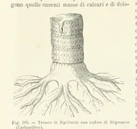 Picture 350 of 502 from La Terra, trattato popolare di geografia universale per G. Marinelli ed altri scienziati italiani, etc. [With illustrations and maps (1898), leaf 590
