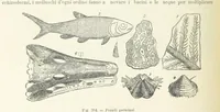 An illustration from La Terra, trattato popolare di geografia universale per G. Marinelli ed altri scienziati italiani, etc. [With illustrations and maps (1898)