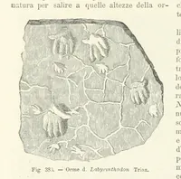 Picture 353 of 502 from La Terra, trattato popolare di geografia universale per G. Marinelli ed altri scienziati italiani, etc. [With illustrations and maps (1898), leaf 592