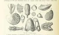 An illustration from La Terra, trattato popolare di geografia universale per G. Marinelli ed altri scienziati italiani, etc. [With illustrations and maps (1898)