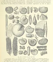 Picture 355 of 502 from La Terra, trattato popolare di geografia universale per G. Marinelli ed altri scienziati italiani, etc. [With illustrations and maps (1898), leaf 593