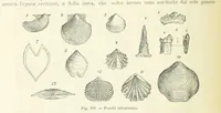 Picture 356 of 502 from La Terra, trattato popolare di geografia universale per G. Marinelli ed altri scienziati italiani, etc. [With illustrations and maps (1898), leaf 594