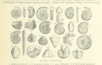 Picture 357 of 502 from La Terra, trattato popolare di geografia universale per G. Marinelli ed altri scienziati italiani, etc. [With illustrations and maps (1898), leaf 595