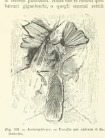 Picture 358 of 502 from La Terra, trattato popolare di geografia universale per G. Marinelli ed altri scienziati italiani, etc. [With illustrations and maps (1898), leaf 596