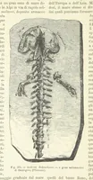 Picture 360 of 502 from La Terra, trattato popolare di geografia universale per G. Marinelli ed altri scienziati italiani, etc. [With illustrations and maps (1898), leaf 600