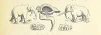 An illustration from La Terra, trattato popolare di geografia universale per G. Marinelli ed altri scienziati italiani, etc. [With illustrations and maps (1898)
