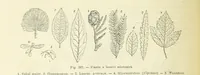 An illustration from La Terra, trattato popolare di geografia universale per G. Marinelli ed altri scienziati italiani, etc. [With illustrations and maps (1898)