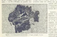 Picture 56 of 502 from La Terra, trattato popolare di geografia universale per G. Marinelli ed altri scienziati italiani, etc. [With illustrations and maps (1898), leaf 85