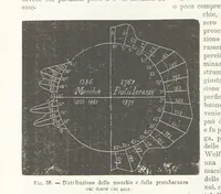 Picture 59 of 502 from La Terra, trattato popolare di geografia universale per G. Marinelli ed altri scienziati italiani, etc. [With illustrations and maps (1898), leaf 88