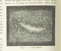 Picture 60 of 502 from La Terra, trattato popolare di geografia universale per G. Marinelli ed altri scienziati italiani, etc. [With illustrations and maps (1898), leaf 90