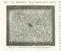 Picture 61 of 502 from La Terra, trattato popolare di geografia universale per G. Marinelli ed altri scienziati italiani, etc. [With illustrations and maps (1898), leaf 90