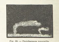 Picture 65 of 502 from La Terra, trattato popolare di geografia universale per G. Marinelli ed altri scienziati italiani, etc. [With illustrations and maps (1898), leaf 92