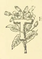 Picture 6 of 22 from Mrs. Haycock's Chronicles: a story of life-service (1877), leaf 42