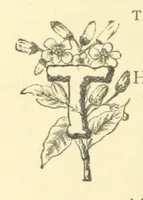 An illustration from Mrs. Haycock's Chronicles: a story of life-service (1877)