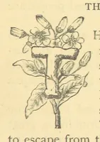 An illustration from Mrs. Haycock's Chronicles: a story of life-service (1877)