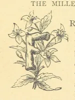 Picture 15 of 22 from Mrs. Haycock's Chronicles: a story of life-service (1877), leaf 99