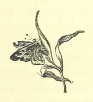 An illustration from Guide, Philosopher, and Friend. [A novel (1884)