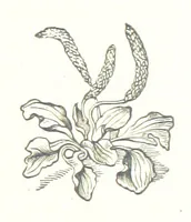 An illustration from By Solent and Danube. Poems and ballads (1885)