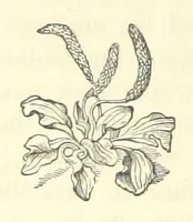 An illustration from Reminiscences of the royal burgh of Haddington and old East Lothian agriculturists (1883)