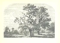 An illustration from The Lady of the Forest. [A novel (1889)