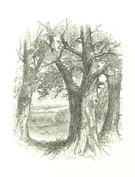 An illustration from The Lady of the Forest. [A novel (1889)