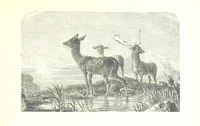 An illustration from The Lady of the Forest. [A novel (1889)